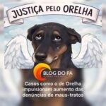Blogdopa | Repercussão do crime contra cão Orelha evidencia alta nas denúncias de maus-tratos