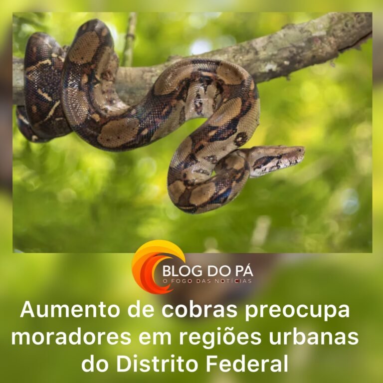 Blogdopa | Moradores relatam encontro com cobras em regiões urbanas do DF